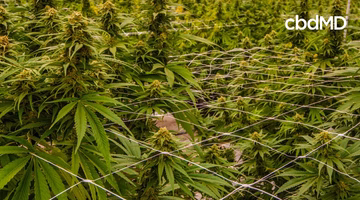 Lush hemp plants growing in rows with support netting in a greenhouse setting, cbdMD logo visible.
