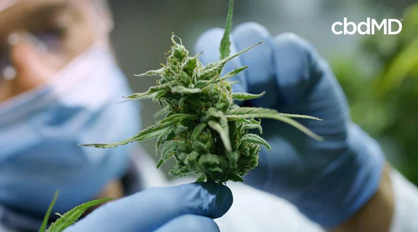 Gloved scientist closely inspecting a hemp plant flower in a lab environment