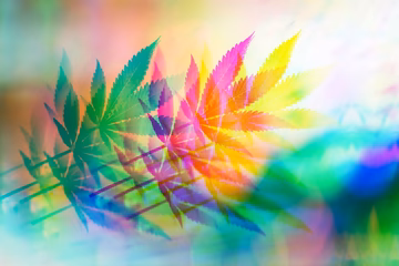 Abstract colorful hemp plant leaves illustration with vibrant rainbow hues
