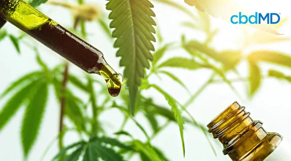 Dropper dispensing CBD oil with hemp leaves and glass bottle in natural sunlight