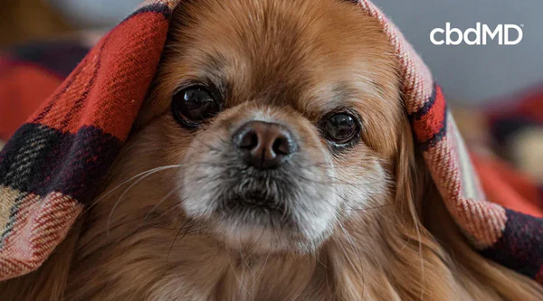 Small brown dog under a plaid blanket showing signs of stress, with cbd wellness theme.