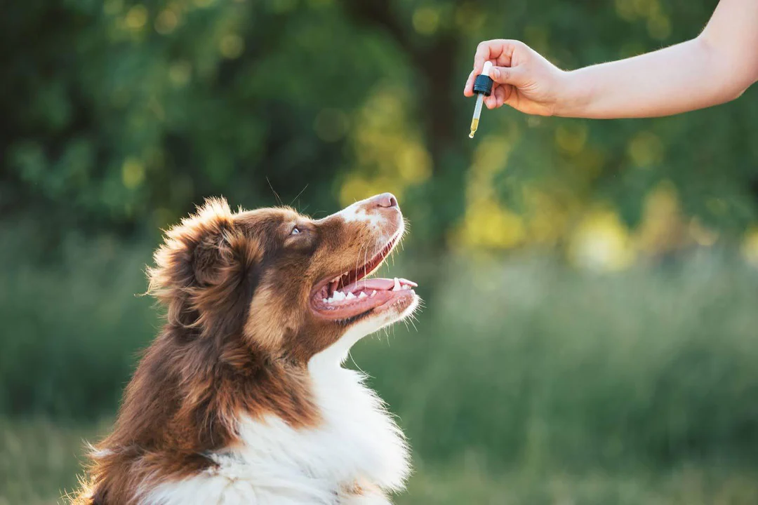 Happy dog outdoors looking at person holding CBD oil dropper for pets