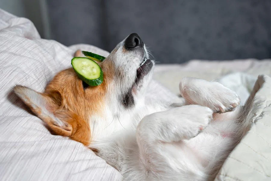 Relaxed corgi dog laying on bed with cucumber slices on eyes, cozy home wellness setting