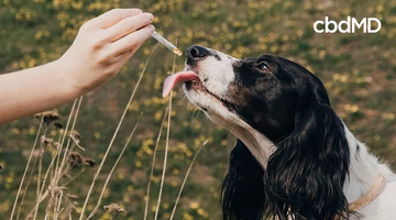 Hand giving liquid pet supplement to a black and white dog outdoors using a dropper