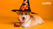 Corgi dog in Halloween witch hat with orange ribbon, festive pet costume on orange background