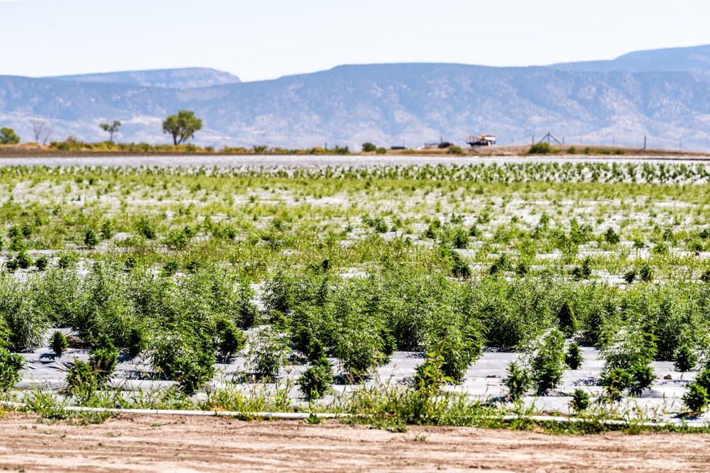 Expansive hemp field with green plants growing outdoors under a clear sky and distant mountains