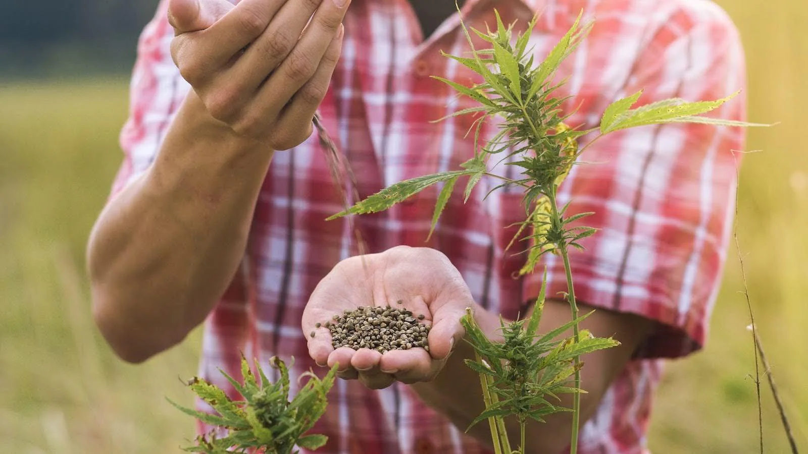 man pouring hemp seed from one hand to the palm of another