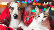 Dog and cat under plaid blanket with holiday lights, pet safety, festive home setting