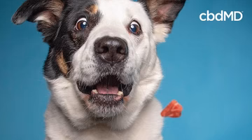 Happy dog with treat and cbdMD logo on blue background, promoting CBD dog treats.