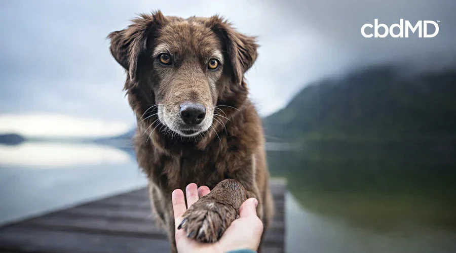 Brown dog giving paw on lakeside dock with mountains, human hand holding paw, cbd logo visible