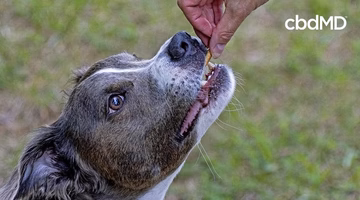 Dog being given treat outdoors, showcasing pet CBD treat use