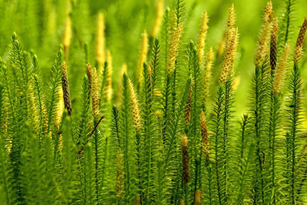 Closeup of huperzine A plant stalks with green leaves in a natural outdoor setting