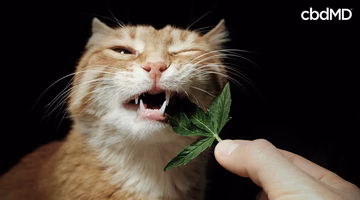 Orange cat sniffing a green cannabis leaf held by a hand on a black background