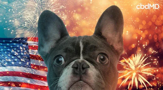 French bulldog with fireworks and American flag background, pet anxiety theme