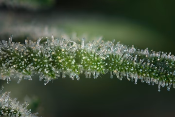 Macro image of green hemp flower with clear trichomes for CBD wellness products