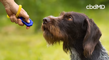 Hand holding clicker training device in front of attentive dog outdoors