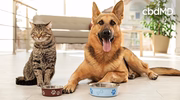 Tabby cat and German Shepherd dog indoors beside food bowls, both looking at camera