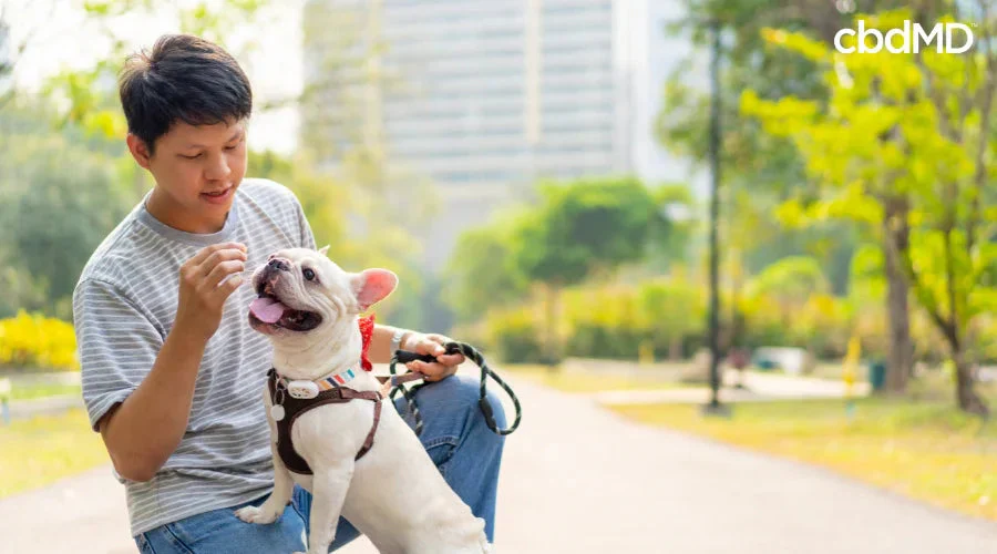 Man giving a probiotic dog treat to a happy French Bulldog during outdoor walk