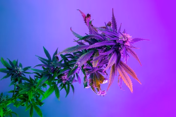 Hemp plant with green and purple leaves under colorful lighting, closeup, on purple background