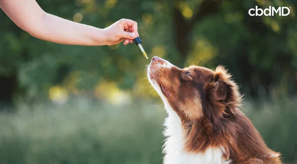 Person giving CBD oil to attentive dog outdoors with dropper