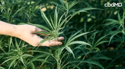 Hand holding fresh hemp plant outdoors in a green field