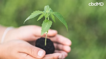 Hands holding a young hemp plant with green leaves and soil outdoors