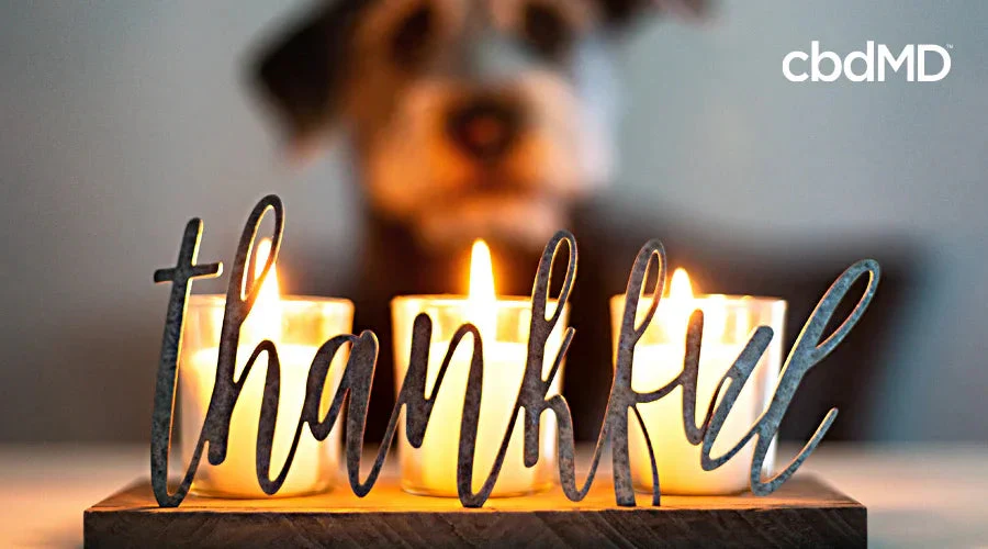 Dog behind lit candles with 'thankful' sign, cozy Thanksgiving pet safety concept