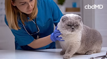 Veterinarian examining a gray Scottish Fold cat in a pet wellness clinic.