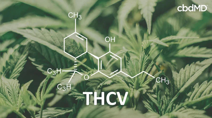 THCV molecular structure over cannabis leaves, highlighting cannabinoid compound