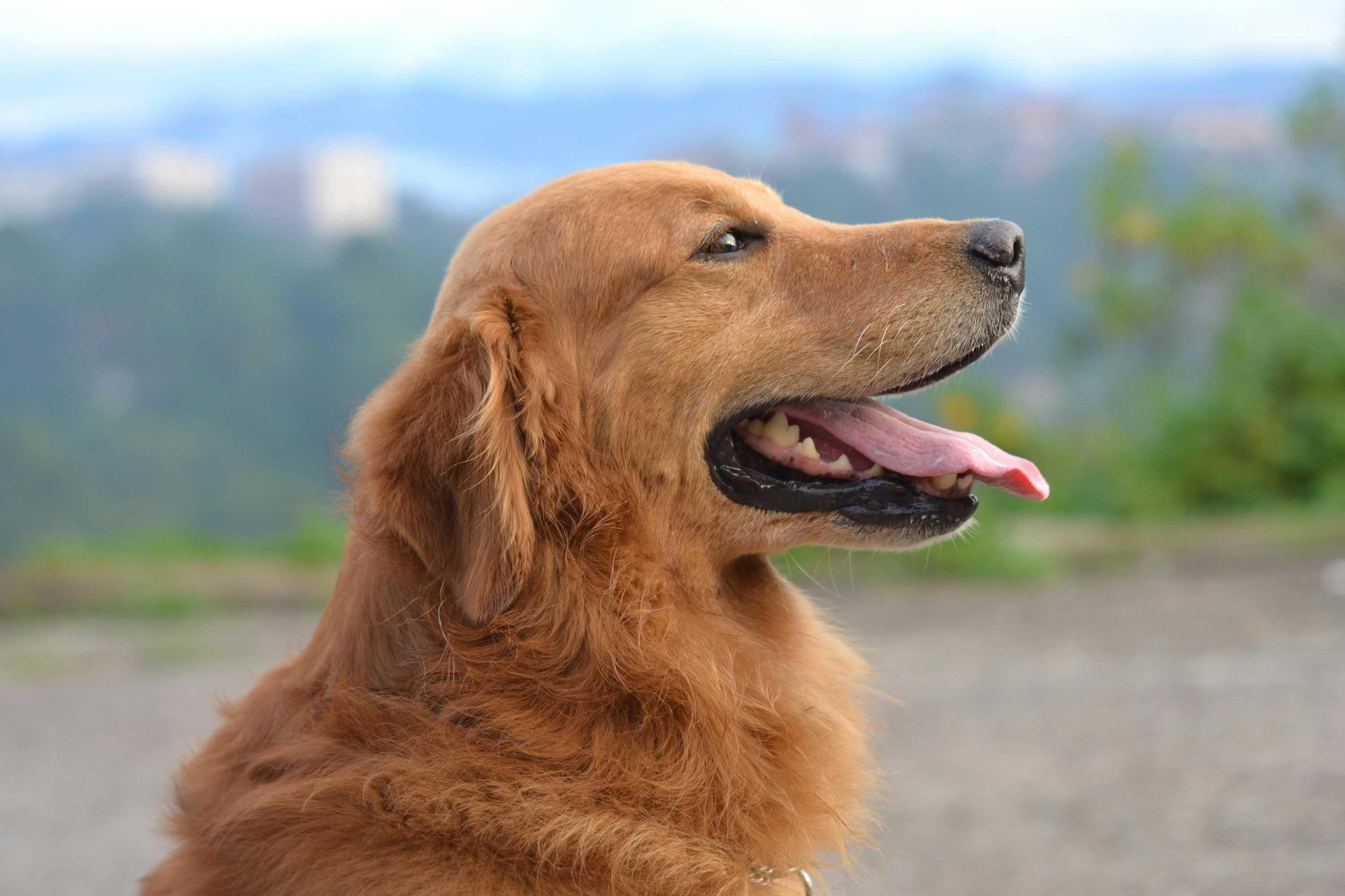 Happy golden retriever panting outdoors, healthy dog, pet wellness concept