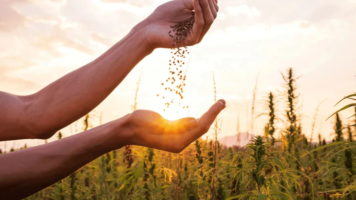 Hands sowing hemp seeds in a green hemp field at sunset, symbolizing sustainable agriculture.