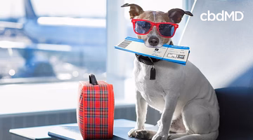 Small dog with red sunglasses and travel ticket in mouth sitting next to luggage at airport gate