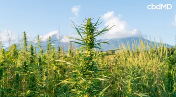 Vibrant hemp stalk growing in a sustainable farm with green fields and mountains