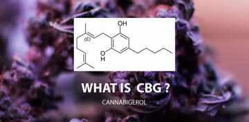 purple flower with the text what is cbg overlayed