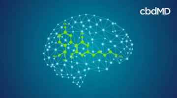 Digital brain network with CBD molecule structure, blue background, cbd science concept