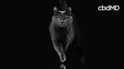 Gray cat with green eyes walking forward on black background, cbd wellness concept