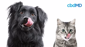 Black dog and gray tabby cat licking lips, suggesting pet wellness products