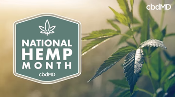 Hemp plant leaves with National Hemp Month text on a badge in sunlight