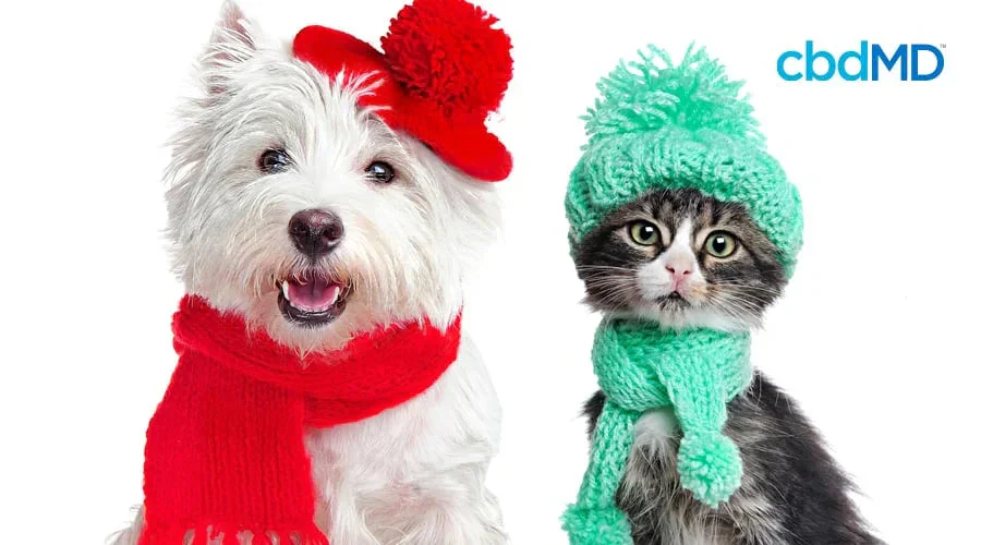 Dog in red hat and scarf and cat in green hat and scarf, winter pet safety theme