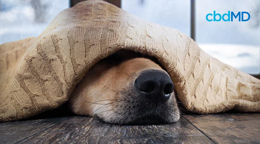 Dog lying under cozy knit blanket indoors with snowy window in background, winter pet safety